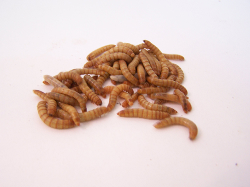 mealworms